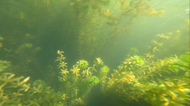 2.6万平方米“水下森林”！武汉东湖又添一处新景观
