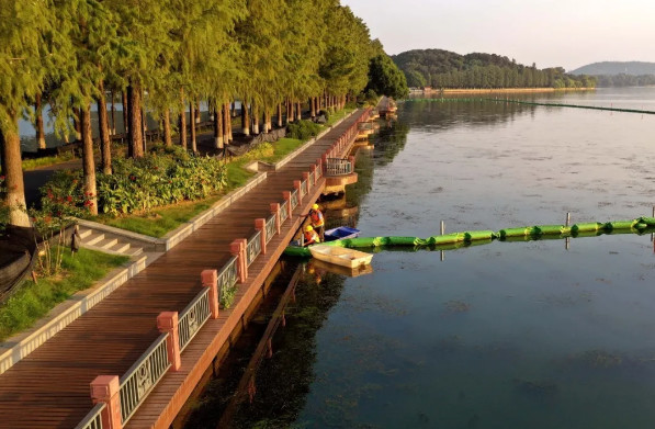 2.6万平方米“水下森林”！武汉东湖又添一处新景观