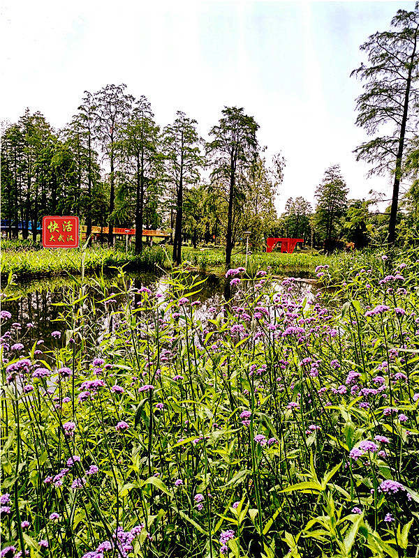 武汉东湖绿道旁藏着绝美的“私密花园”，98%的游人都错过了