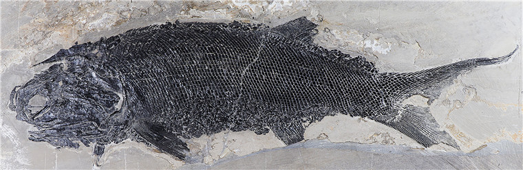 云南罗平发现2.44亿年前最大基干辐鳍鱼类