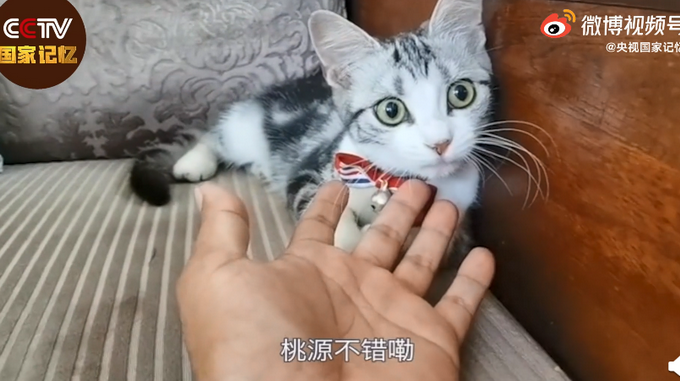 医生不建议养猫，但袁老与袁花花的初见开心得像个孩子：我喜欢它