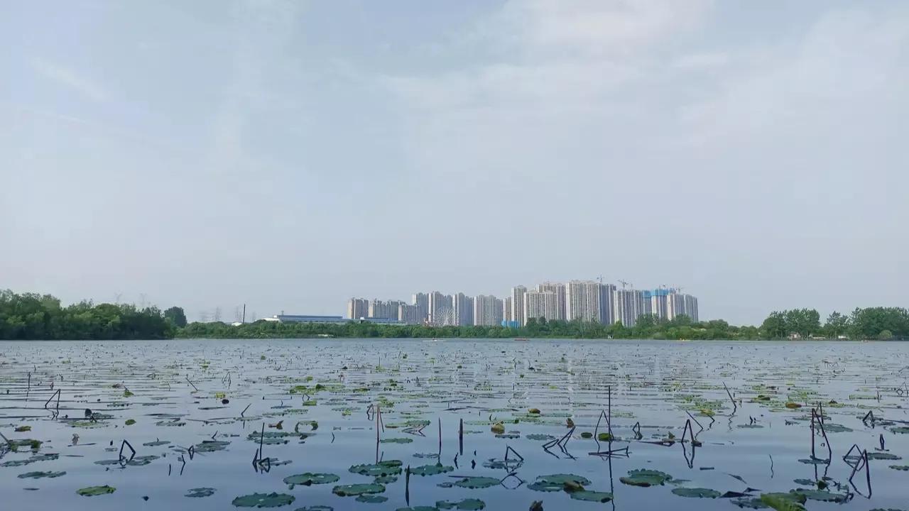 武汉最大免费湿地公园：风景迷人野生动物路上跑，湖边可烧烤骑行