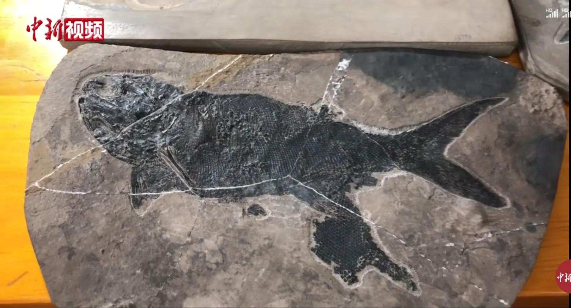 2.44亿年前的古鱼化石被发现#