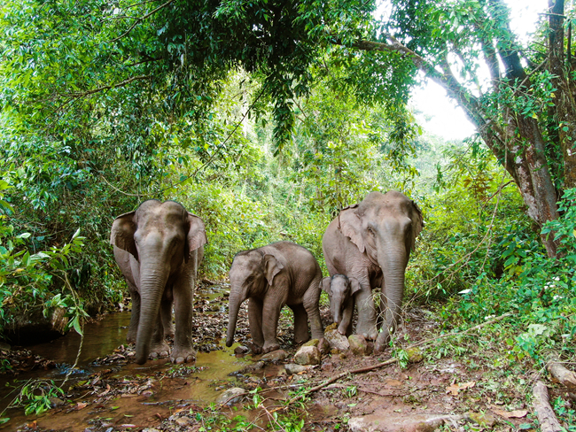 云南的亚洲野象出现异常北迁，为什么会这样？该怎样让它们回家？