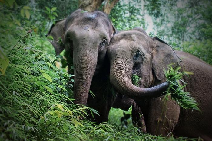 云南的亚洲野象出现异常北迁，为什么会这样？该怎样让它们回家？