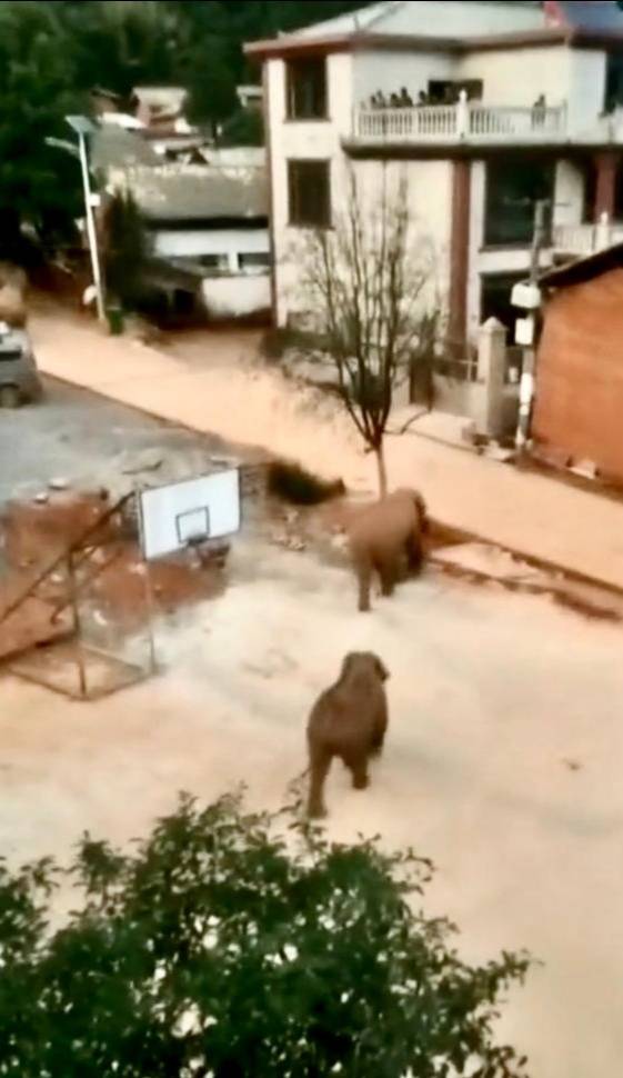 大象进入昆明晋宁区，12架无人机不间断监测，象群最新踪迹曝光
