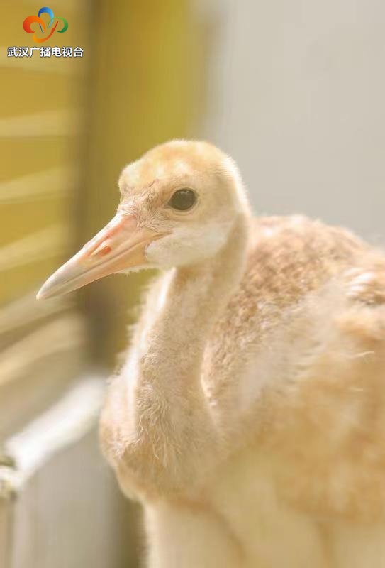 武汉动物园迎来新生命 丹顶鹤家族今年新添5只“小黄鹤”