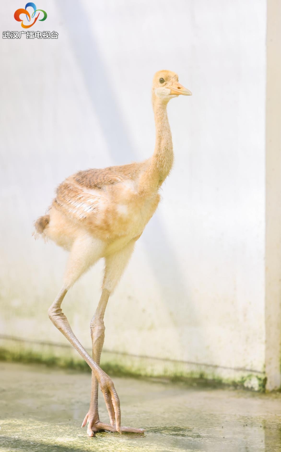 武汉动物园迎来新生命 丹顶鹤家族今年新添5只“小黄鹤”