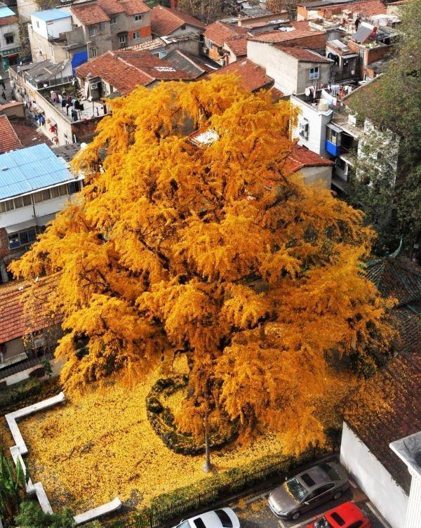五百年来“汉阳树”，见了多少人物
