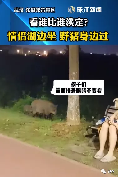 注意！武汉东湖附近有野猪出没