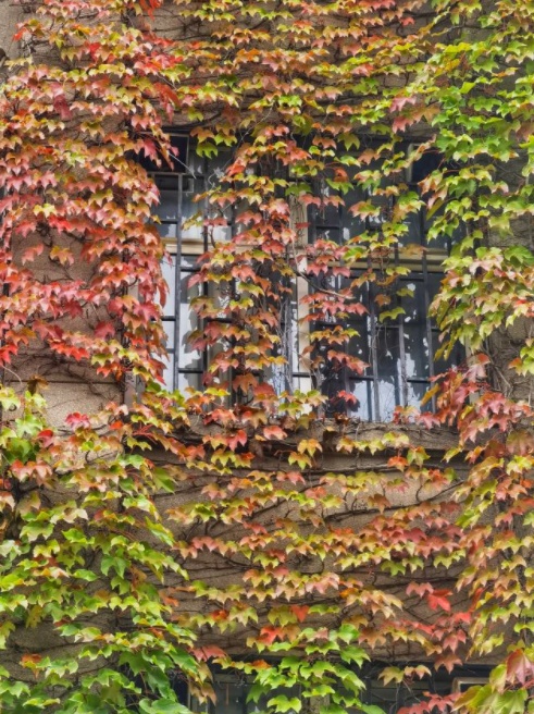 看看别人家的校园秋色，美得像幅画！就差你的了