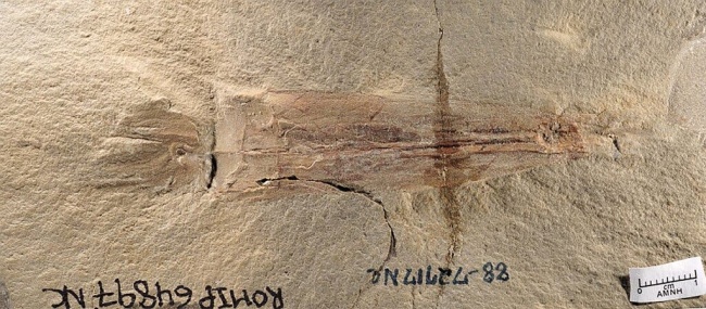 美专家发现迄今最古老吸血章鱼化石 命名为&quot;拜登&quot;